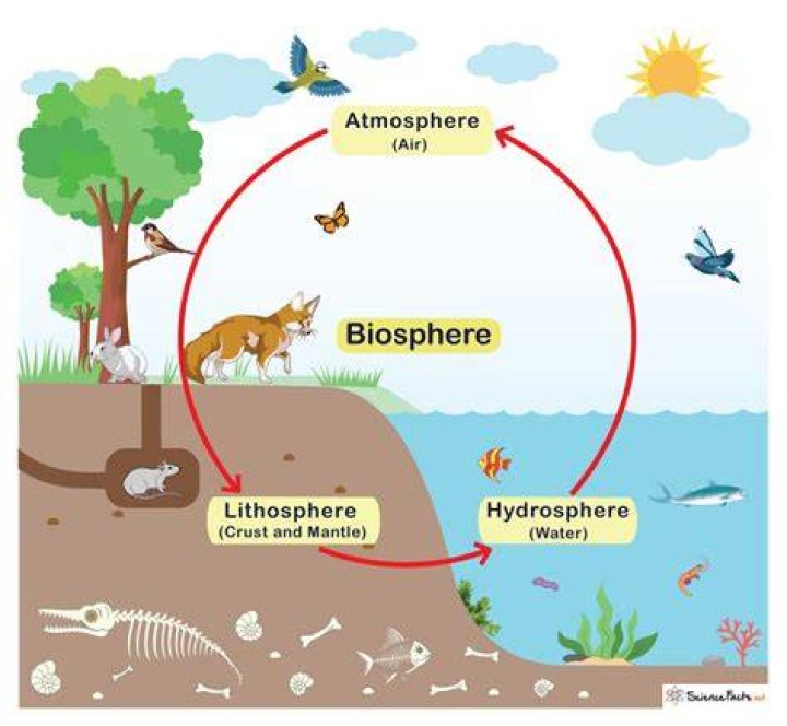 What are producers in the biosphere?