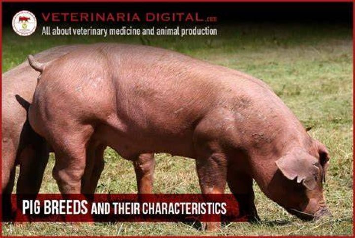 What are the characteristics of lophophorates?