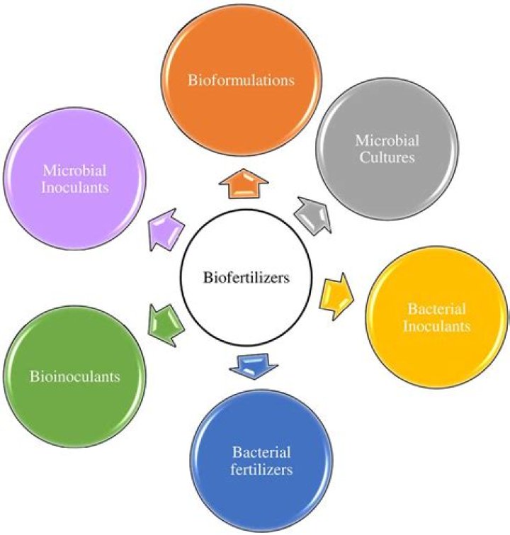 What are the different types of Biofertilizer?