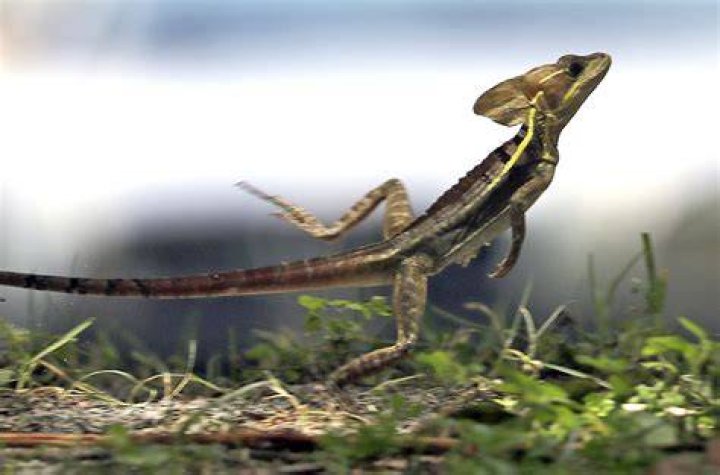 What are the lizards that run on two legs?