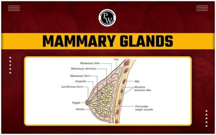 What are the mammary glands?