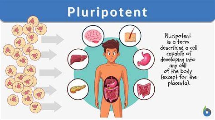 What are the pluripotency factors?
