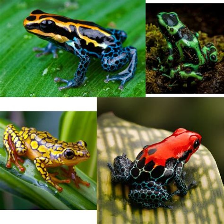 What behavioral adaptations do poison dart frogs have?