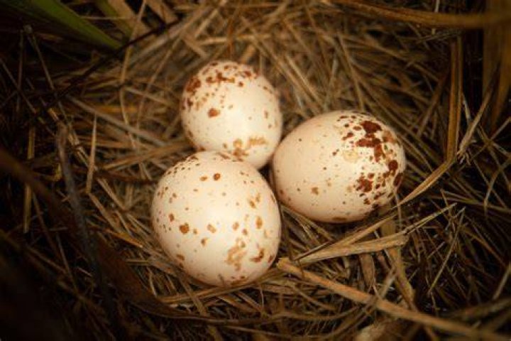 What bird lays eggs with brown spots?