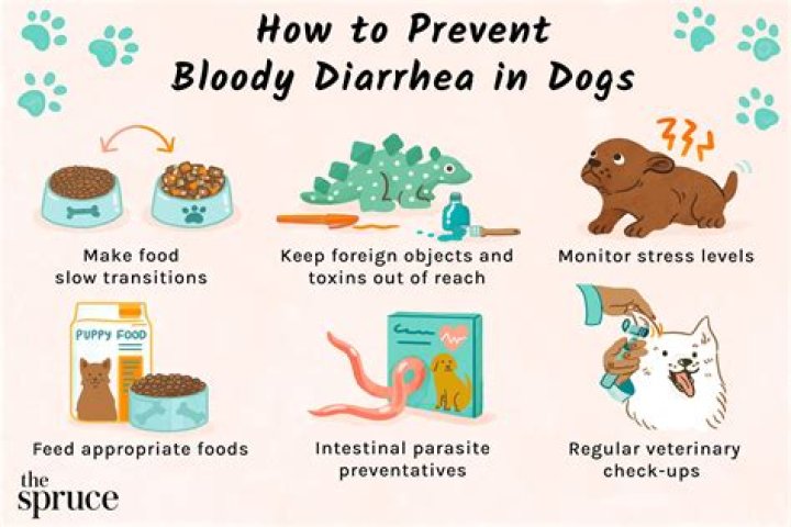 What can I give my dog to stop her diarrhea?