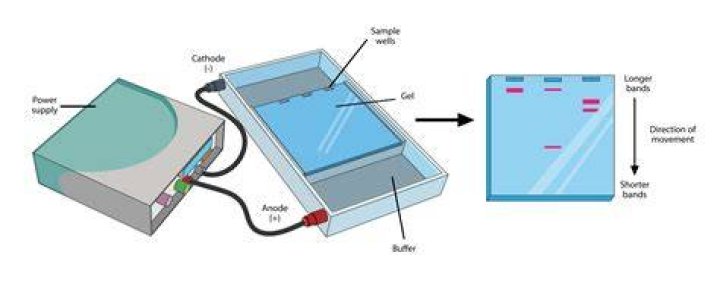What can mess up gel electrophoresis?