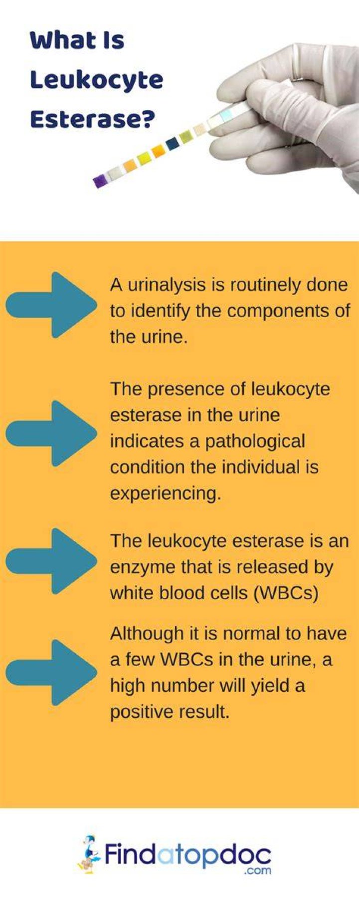 What causes high leukocyte esterase?