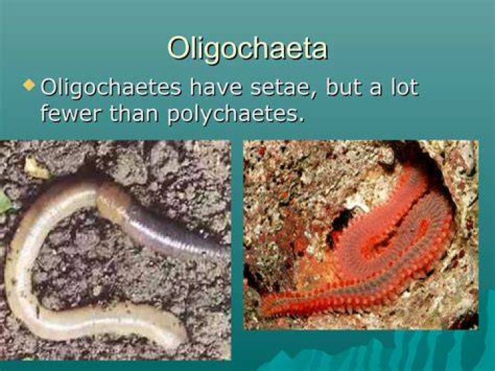 What class is Oligochaeta?