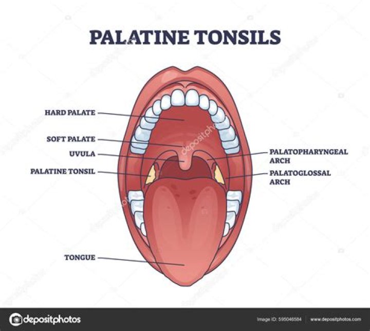 What contains the palatine and lingual tonsils?