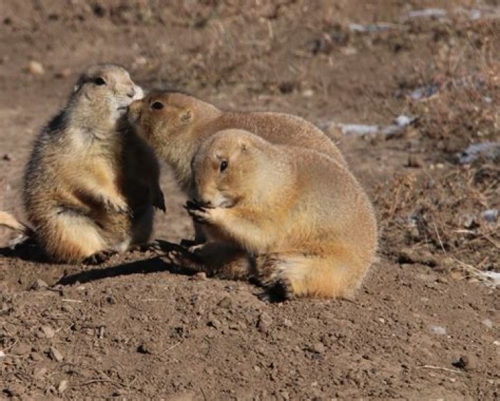 What did Lewis and Clark call black-tailed prairie dogs?