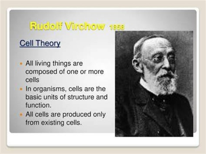 What did Rudolf Virchow discover in 1839?