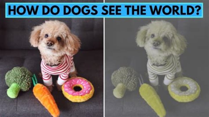 What do dogs do in the circus?
