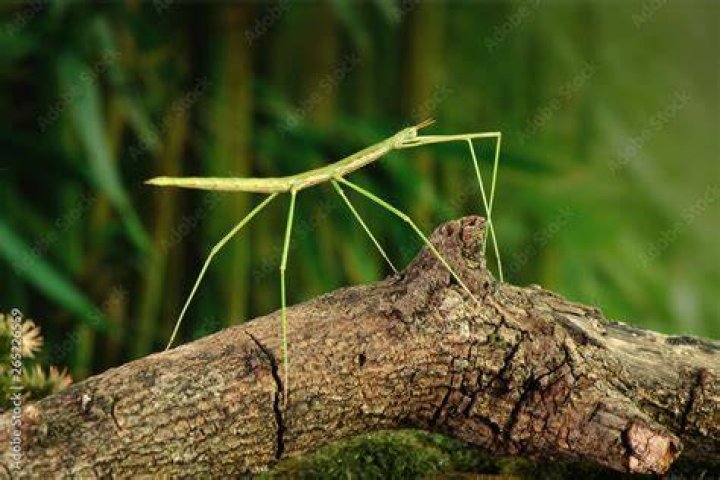 What do Prickly stick insects eat?