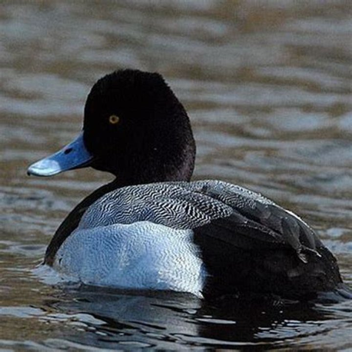 What do scaup ducks eat?