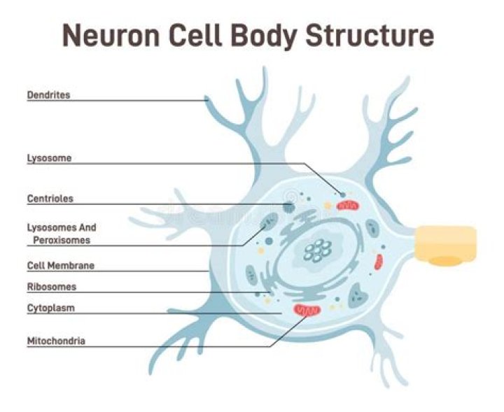 What do we call a bundle of neuron cell bodies in the CNS?