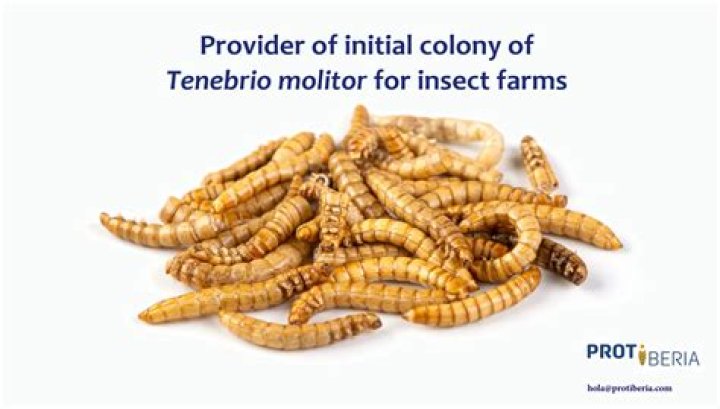 What do you feed tenebrio Molitor?