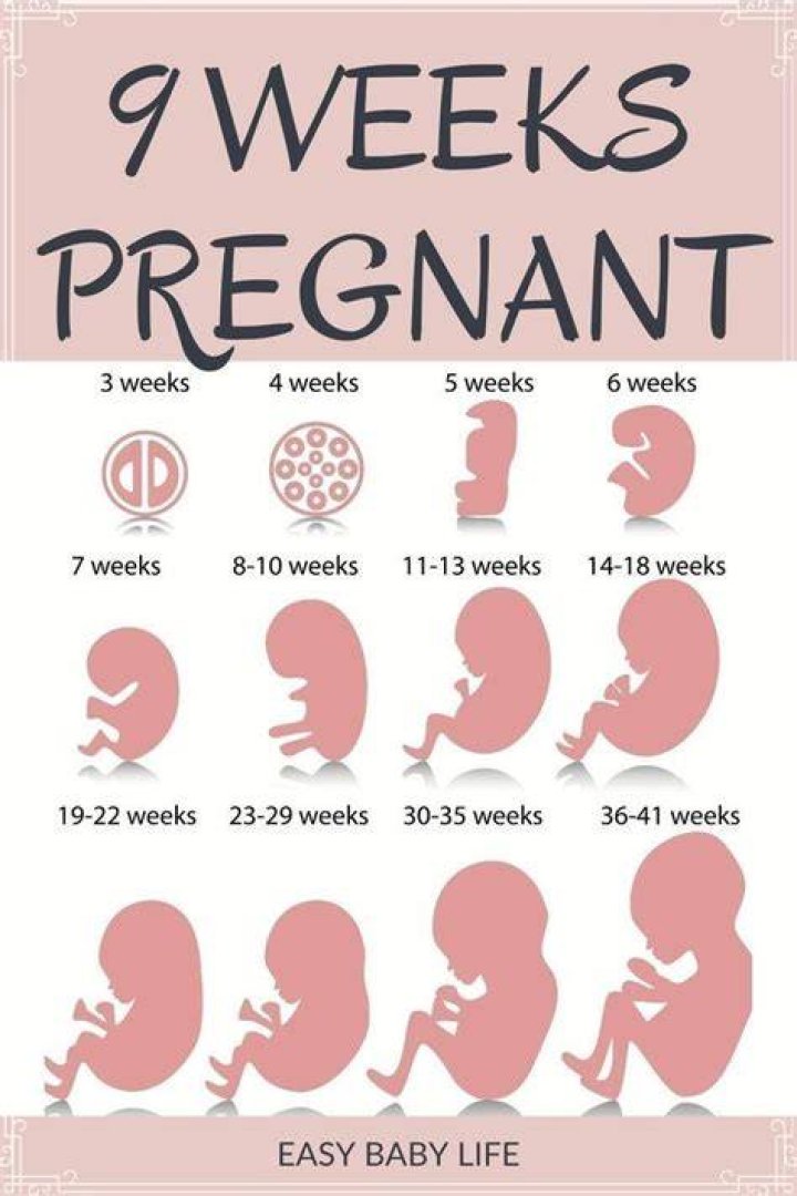 What does a 9 week fetus look like?
