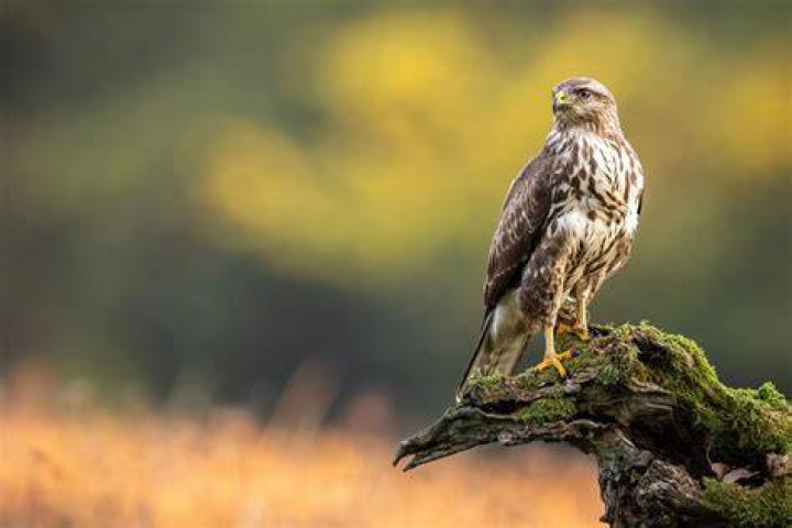 What does a European honey buzzard look like?