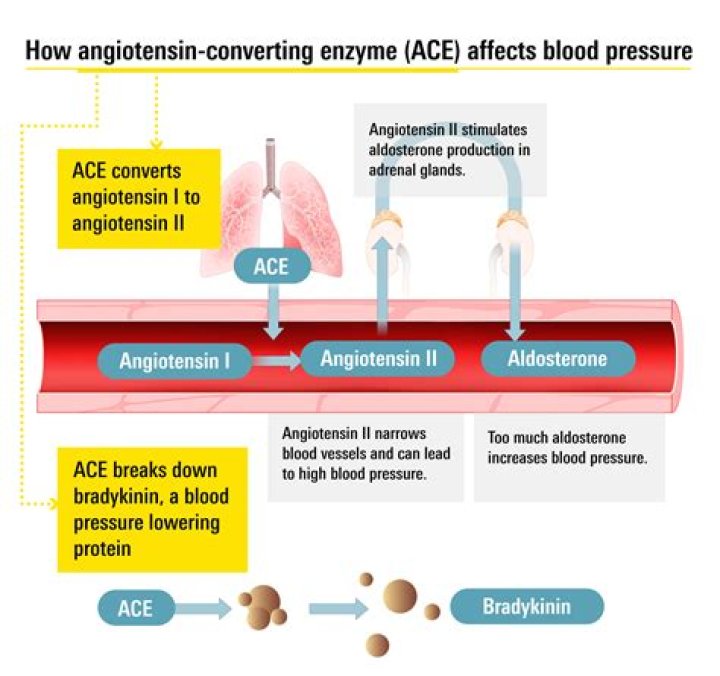 What does angiotensin II receptor antagonists do?