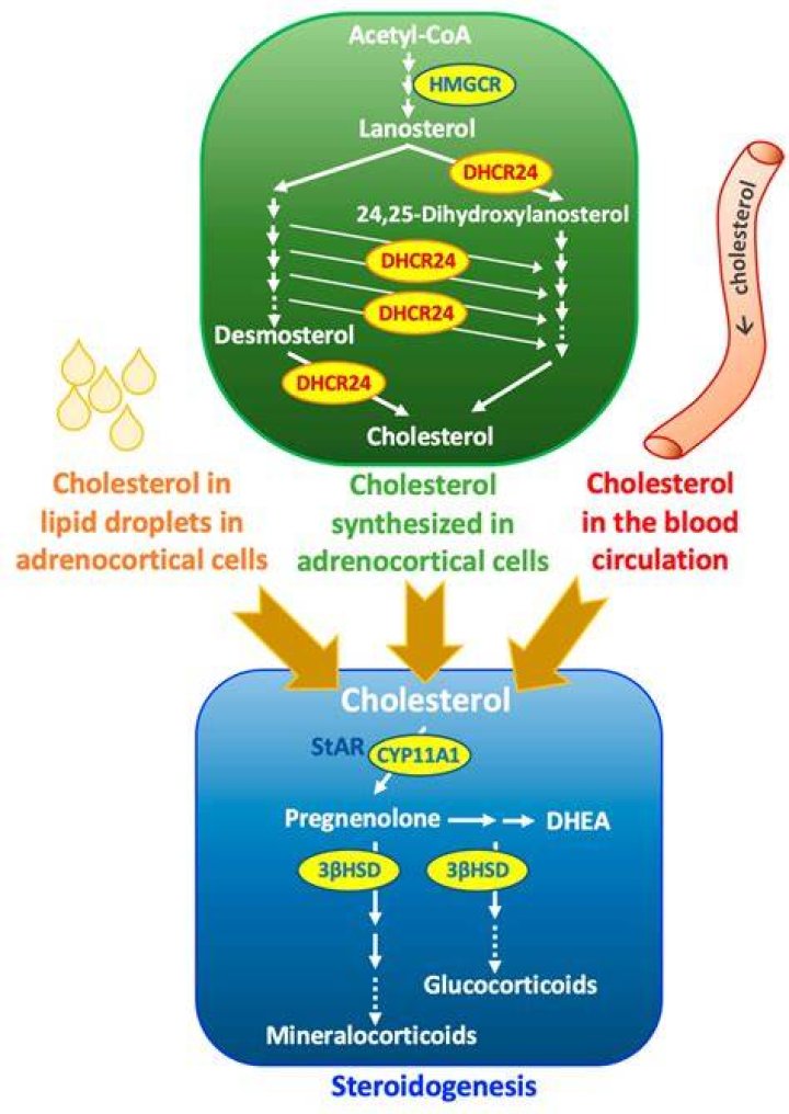 What does cholesterol synthesis start with?