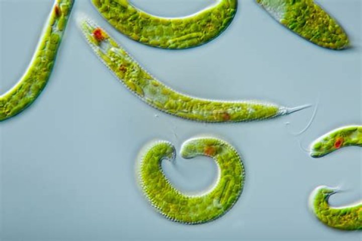 What does Euglena look like under a microscope?