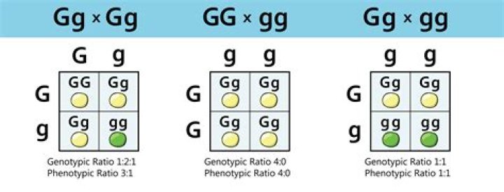 What Does HPV genotype 16 positive mean?