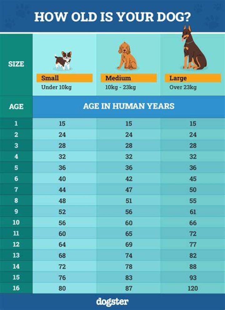 What does it mean if a dog is titled?