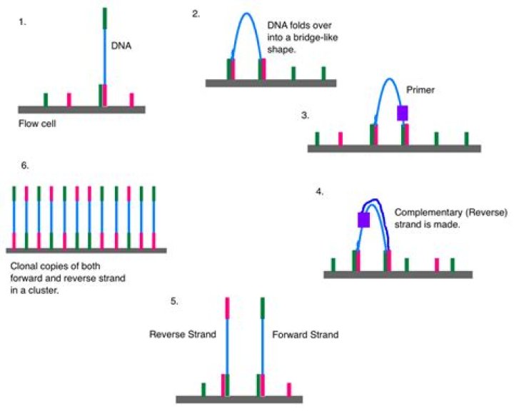 What does PhiX do in sequencing?