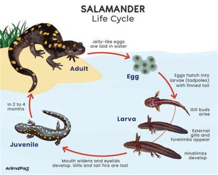 What does salamanders eggs look like?