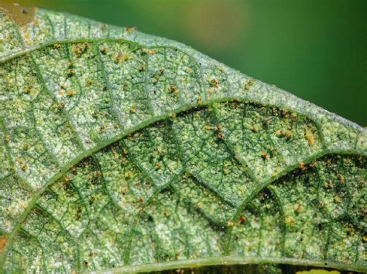 What does spider mite damage on leaves look like?