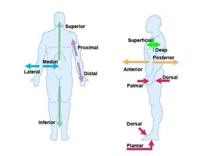 What does the anatomical term dorsal mean?