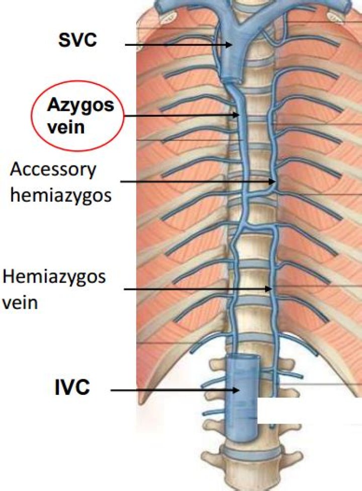 What does the hemiazygos drain?