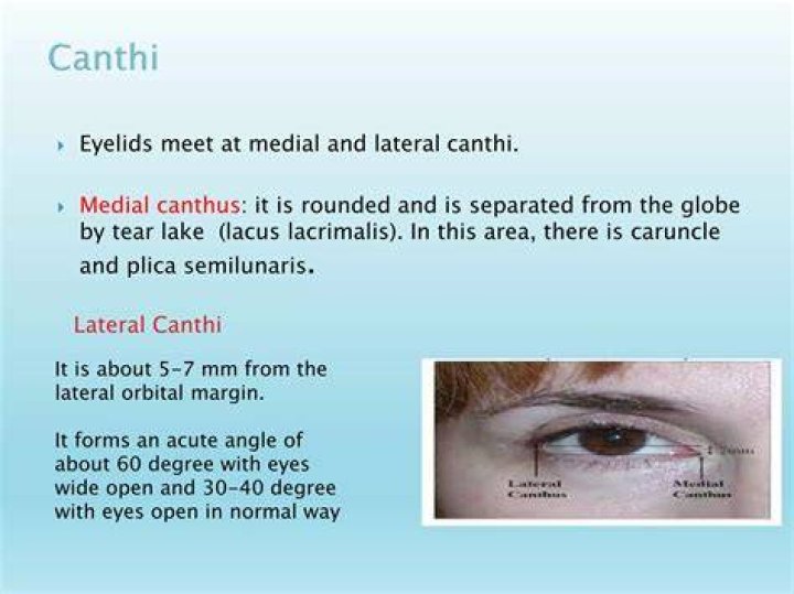 What does the lateral canthus do?