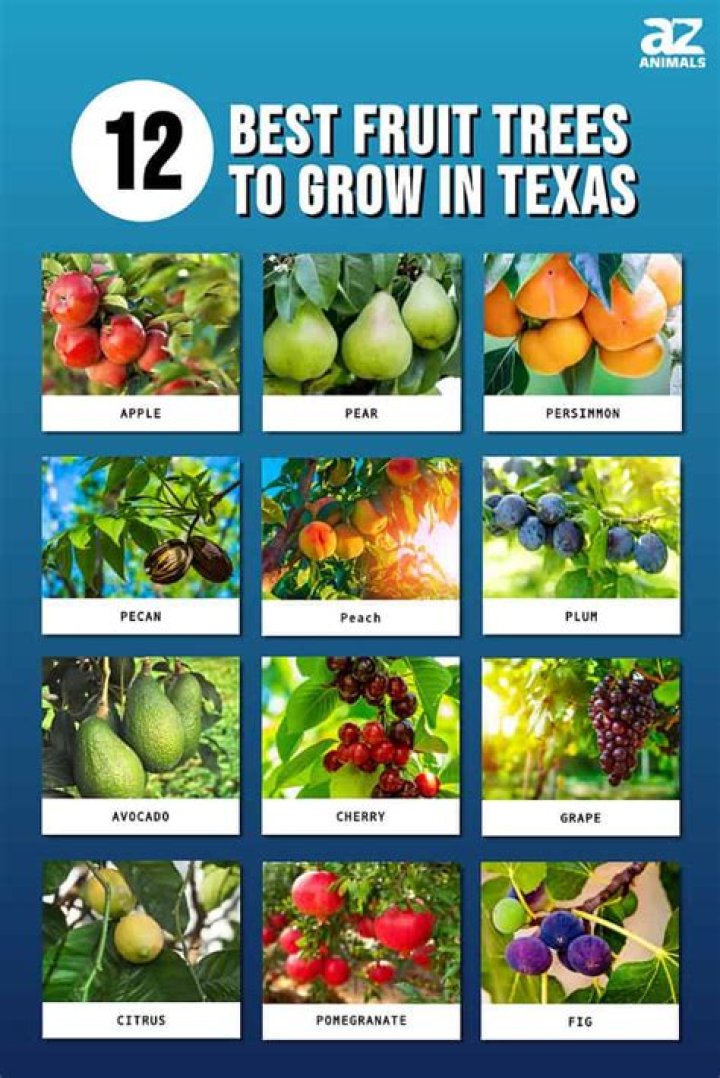 What fruit trees grow in Springfield MO?