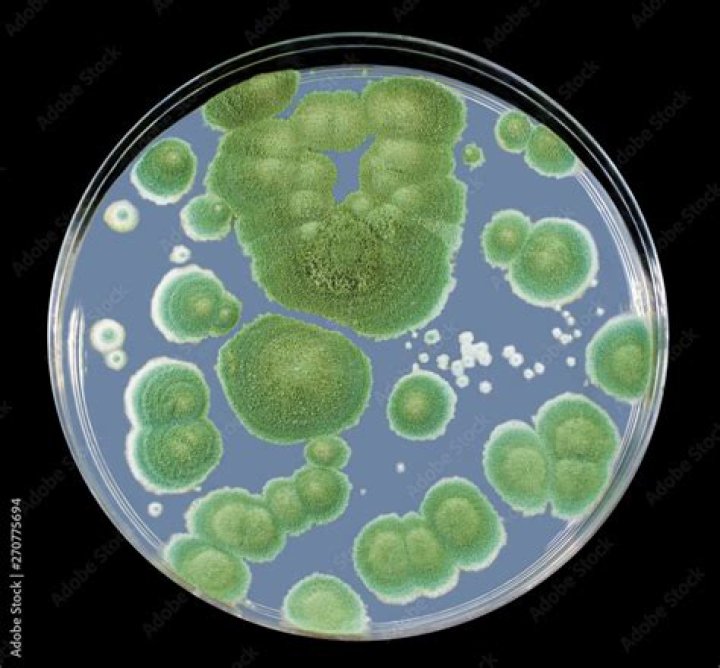 What fungus produces penicillin?