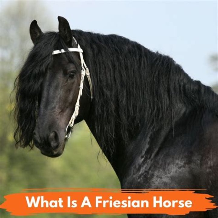 What is a British Friesian?