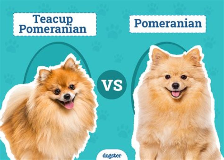 What is a cross between a Pomeranian and a terrier?