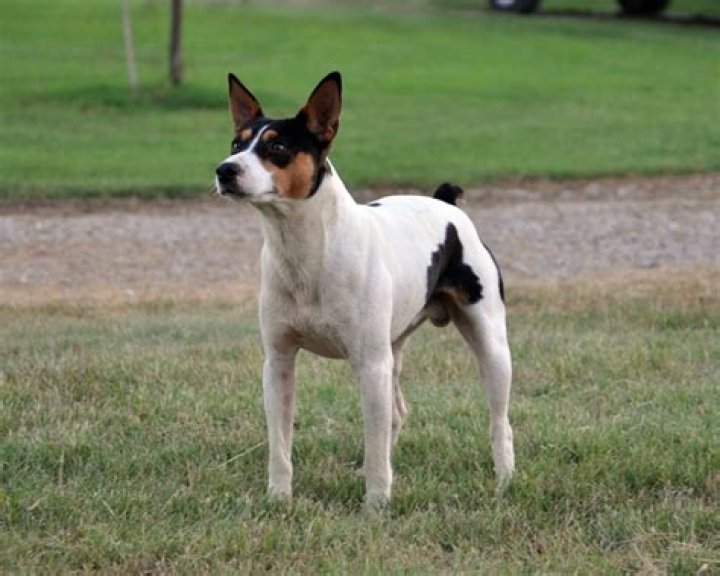 What is a Decker line rat terriers?
