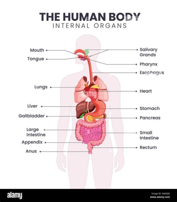 What is a home organ?