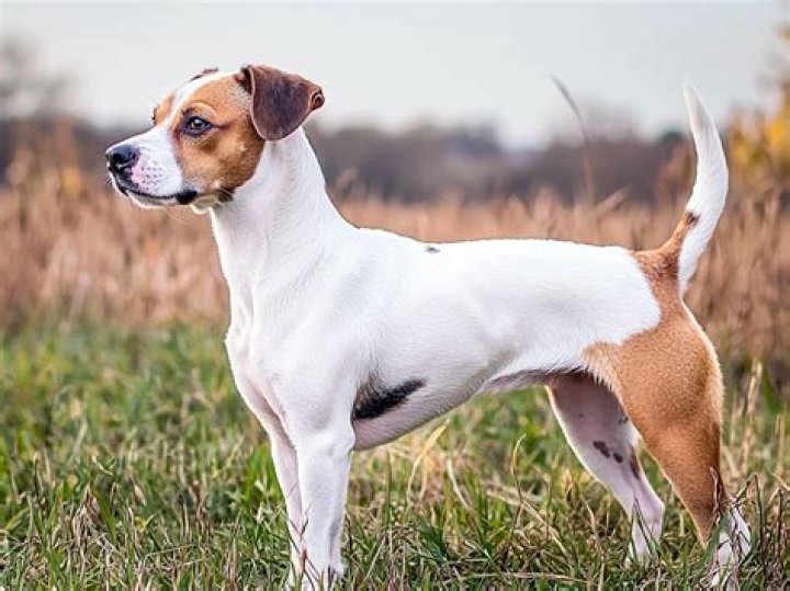 What is a Merle Jack Russell?