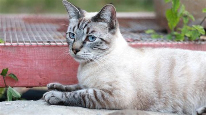 What is a Siamese and tabby cat called?