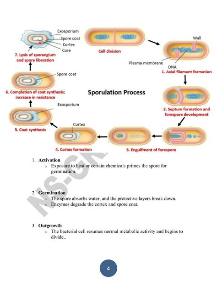 What is a sporulation in bacteria?