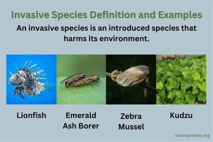 What is an example of a invasive species?