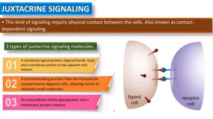 What is an example of juxtacrine signaling?