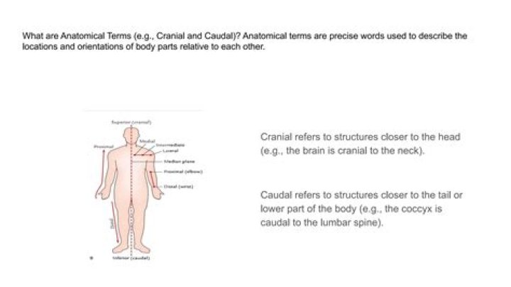 What is caudal in anatomy and physiology?