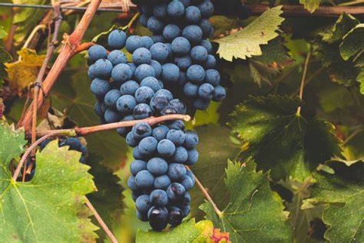 What is ciliegiolo wine?