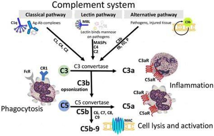 What is complement pathway in immunology?