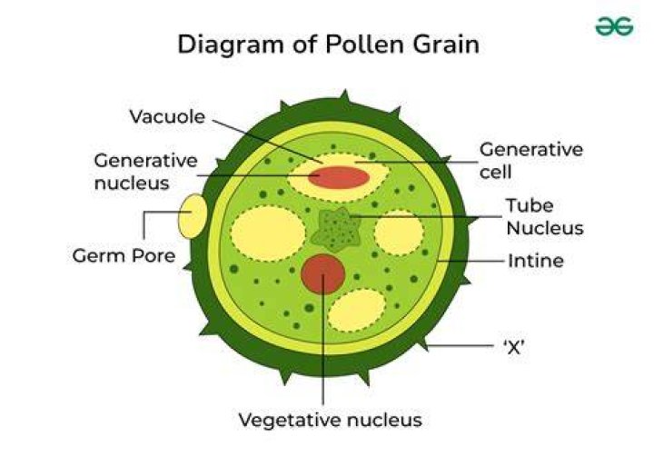 What is contained in the pollen grains?