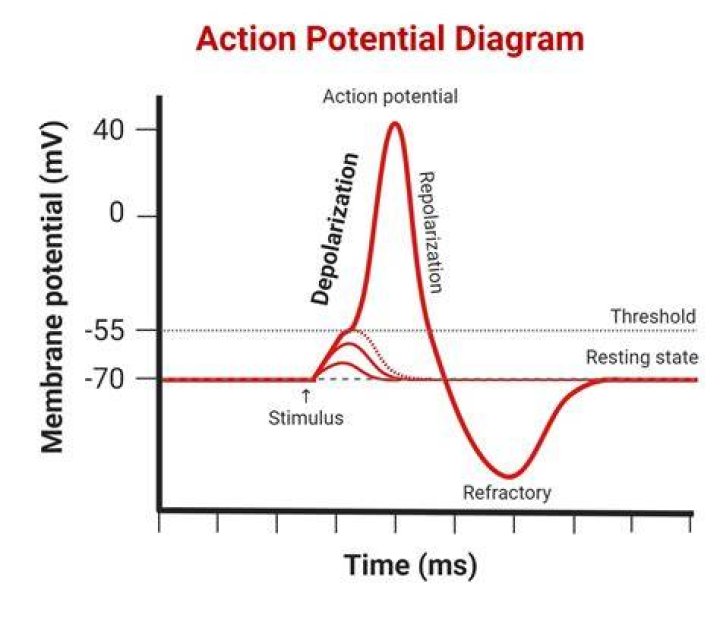 What is depolarization in action potential?