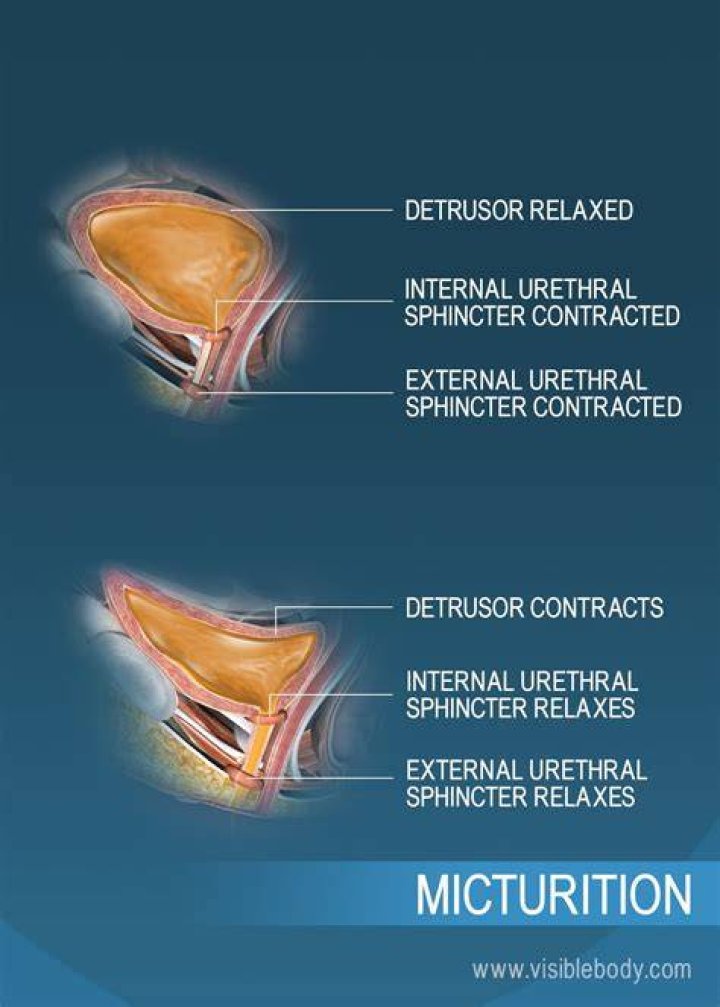 What is detrusor activity?